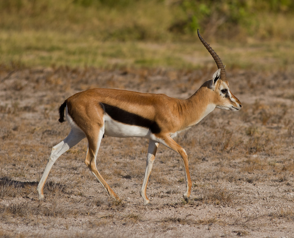 Algerian Fauna